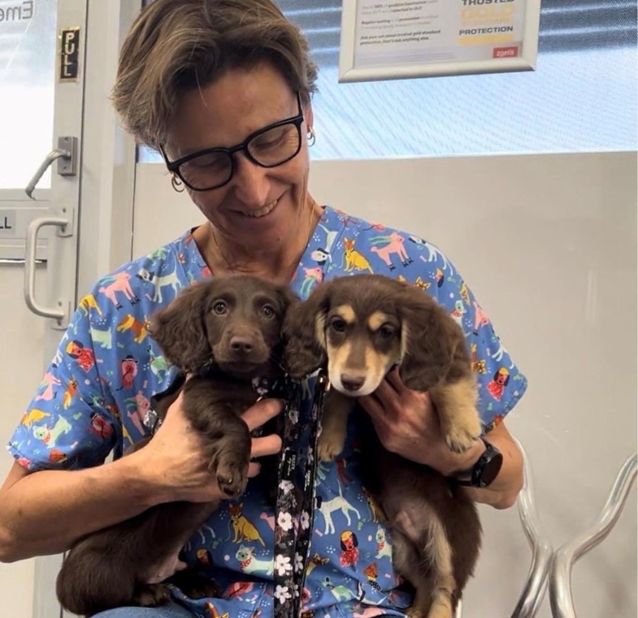 A White And Brown Cat Is Sitting — Valley Vet Surgery In Walkerston, QLD