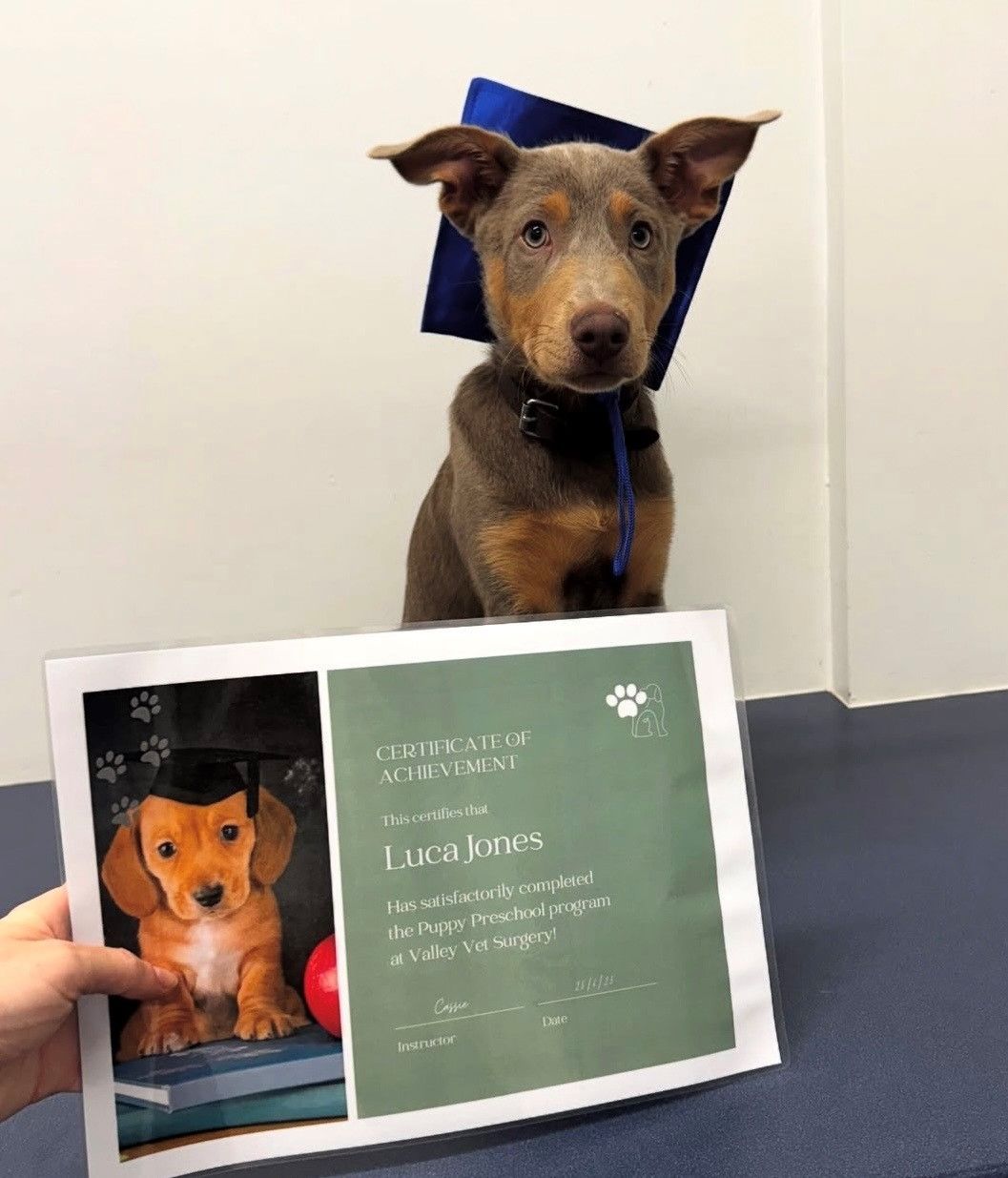 A Boy Is Holding A Dog Wearing A Graduation Cap — Valley Vet Surgery In Walkerston, QLD