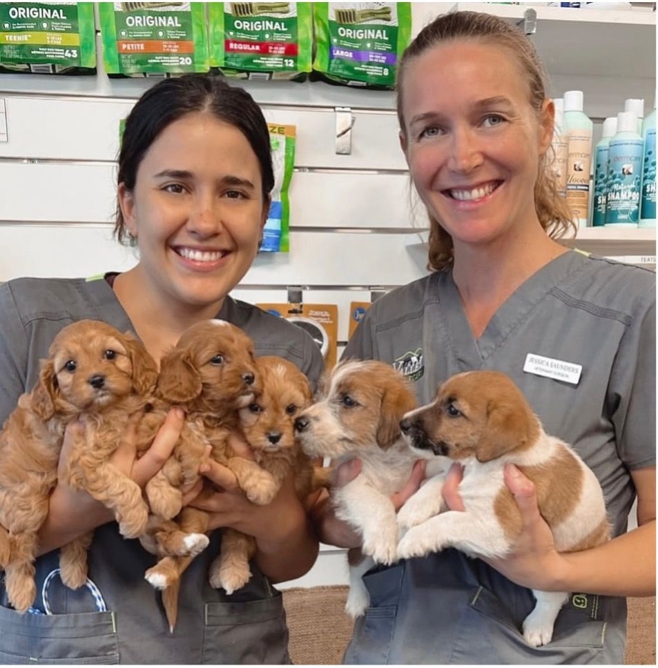 Microchipped Husky Dog — Valley Vet Surgery In Walkerston, QLD