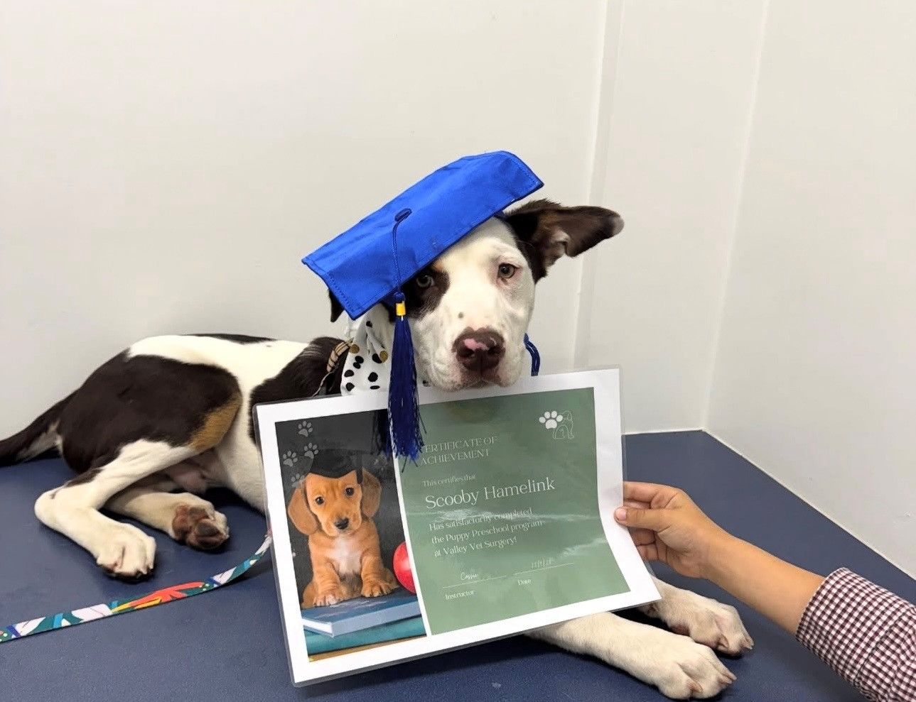 A Woman And A Little Girl Are Posing — Valley Vet Surgery In Walkerston, QLD