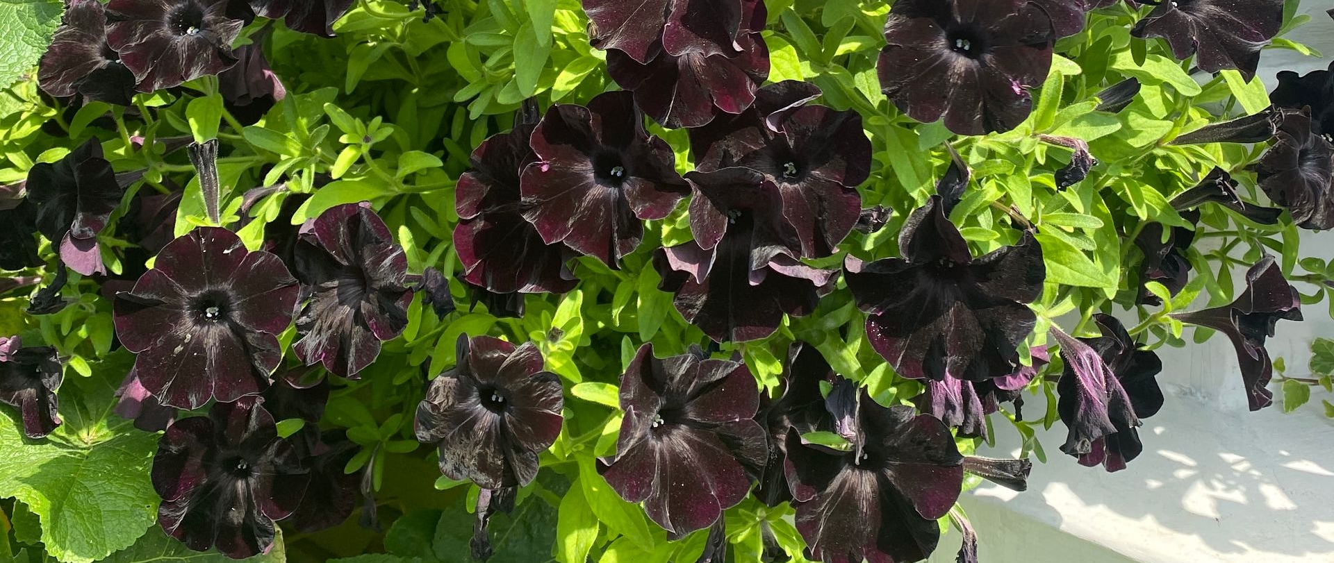 A cluster of dark, velvety black petunia flowers blooming amidst vibrant green foliage.
