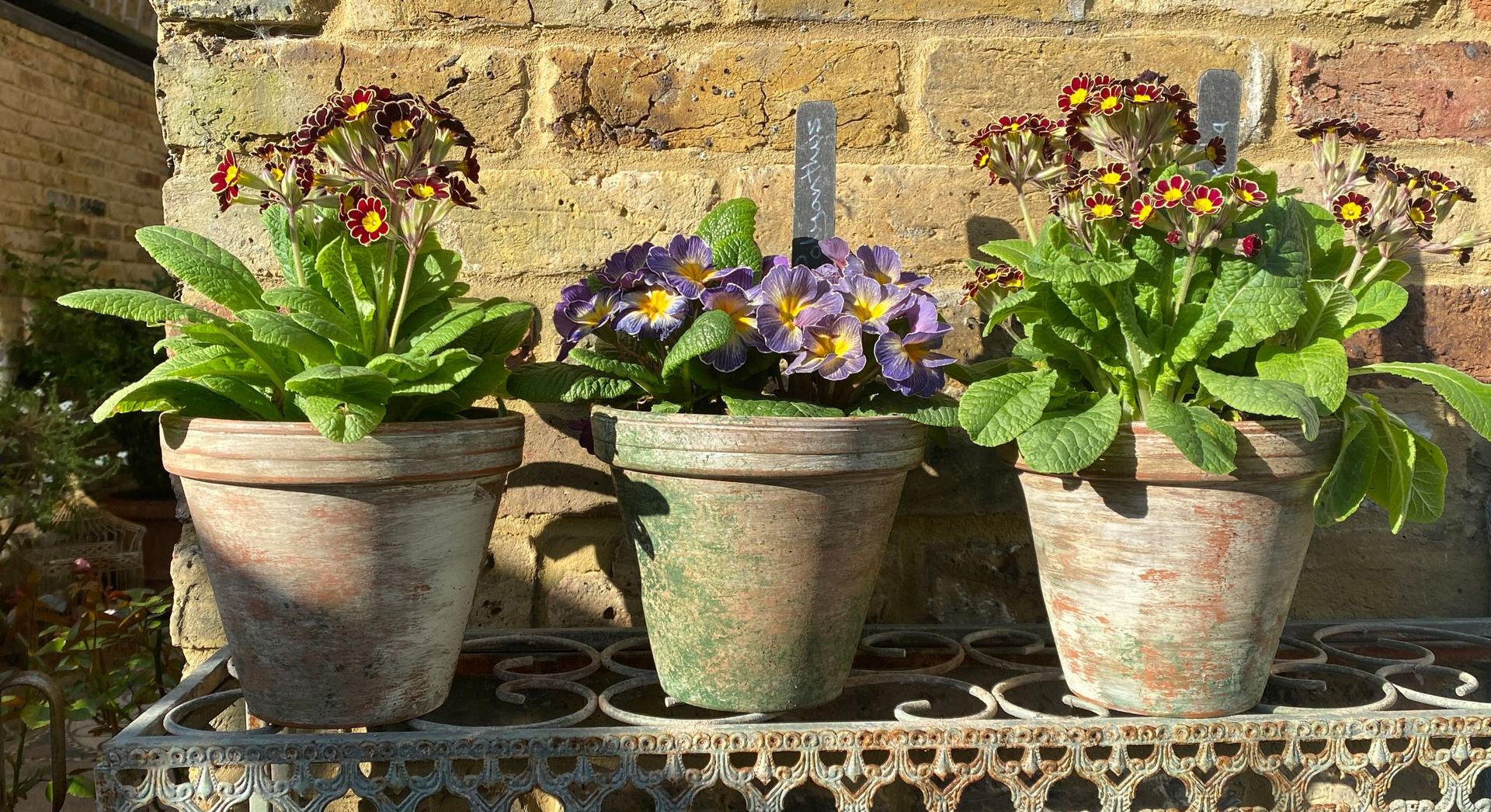Three clay pots holding colorful primrose flowers arranged on a metal shelf against a brick wall.