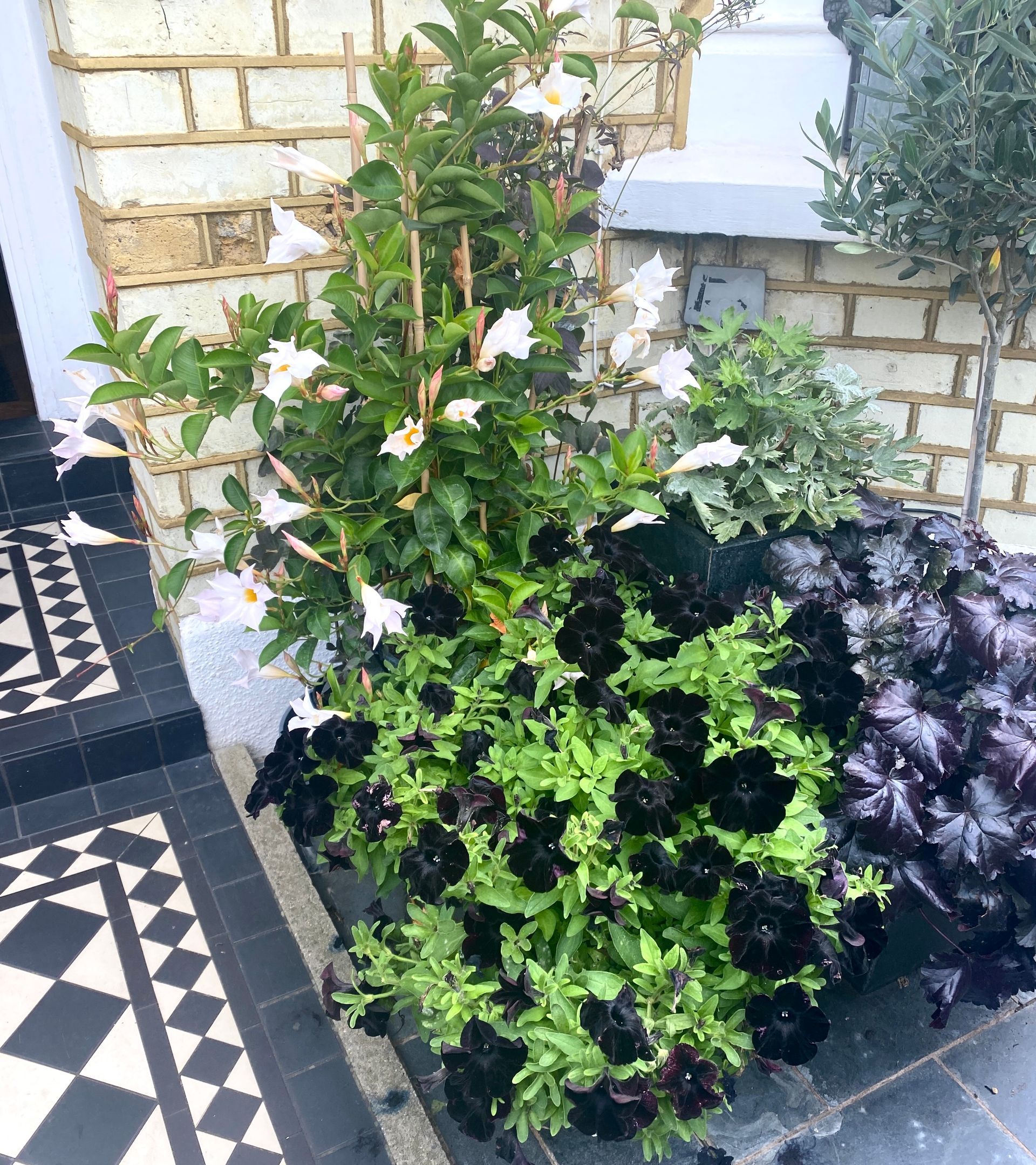 A large planter outside a building contains white mandevilla flowers, dark purple petunias, and dark foliage.