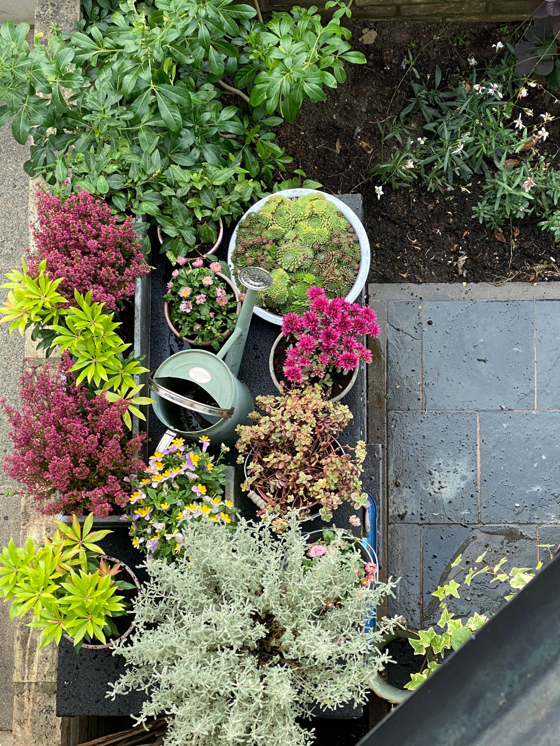 A top-down view of various potted plants in shades of green, pink, and burgundy, with a green watering can on a stone patio.