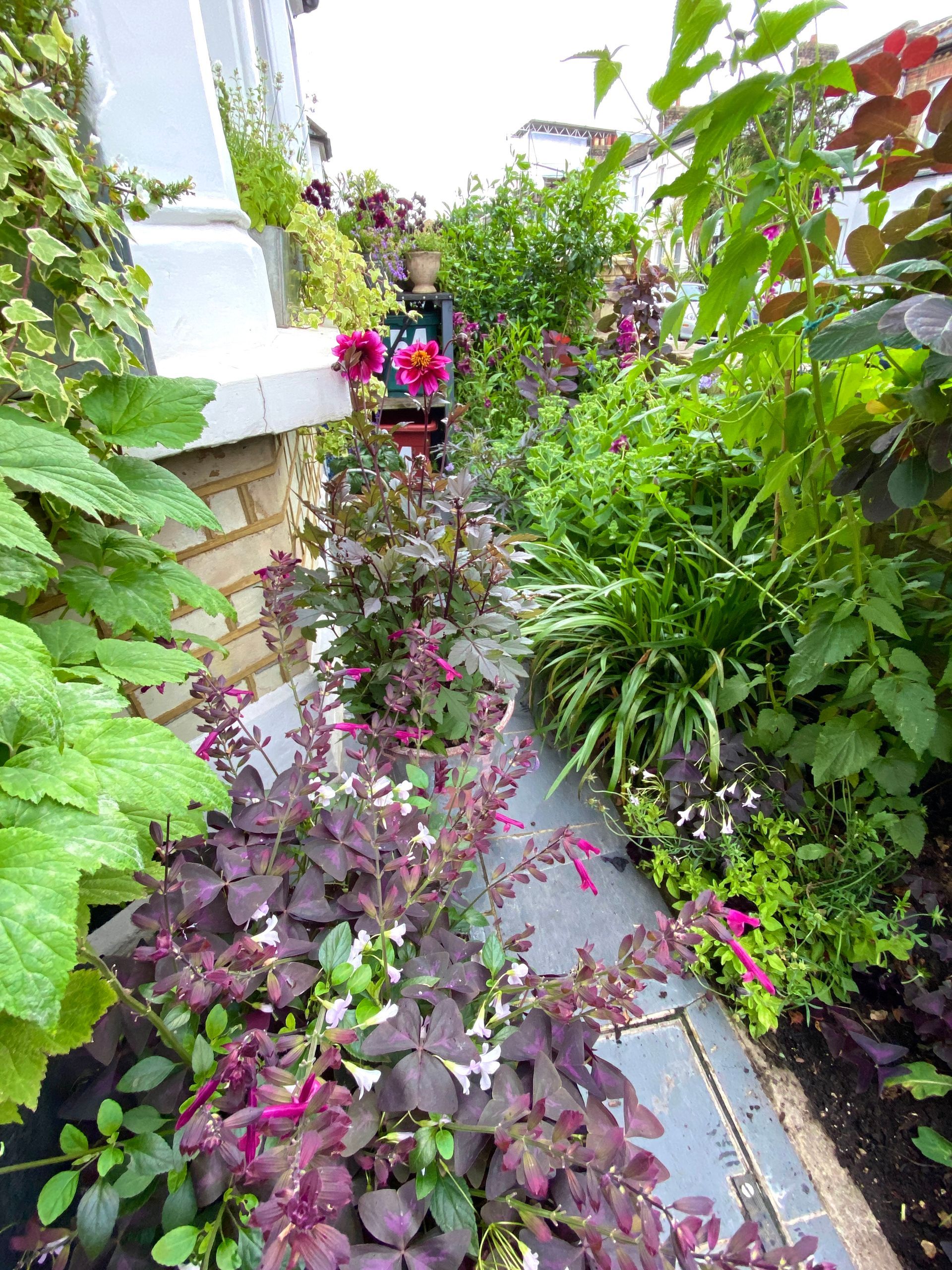 A narrow, stone-paved garden path lined with vibrant purple oxalis, deep red salvias, and various lush green plants.
