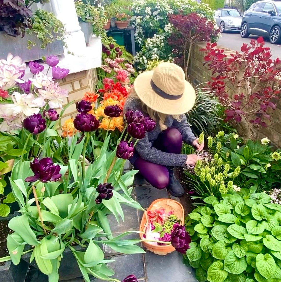 A person in a sun hat and purple pants kneels in a garden, tending to vibrant purple, orange, and white tulip blooms.