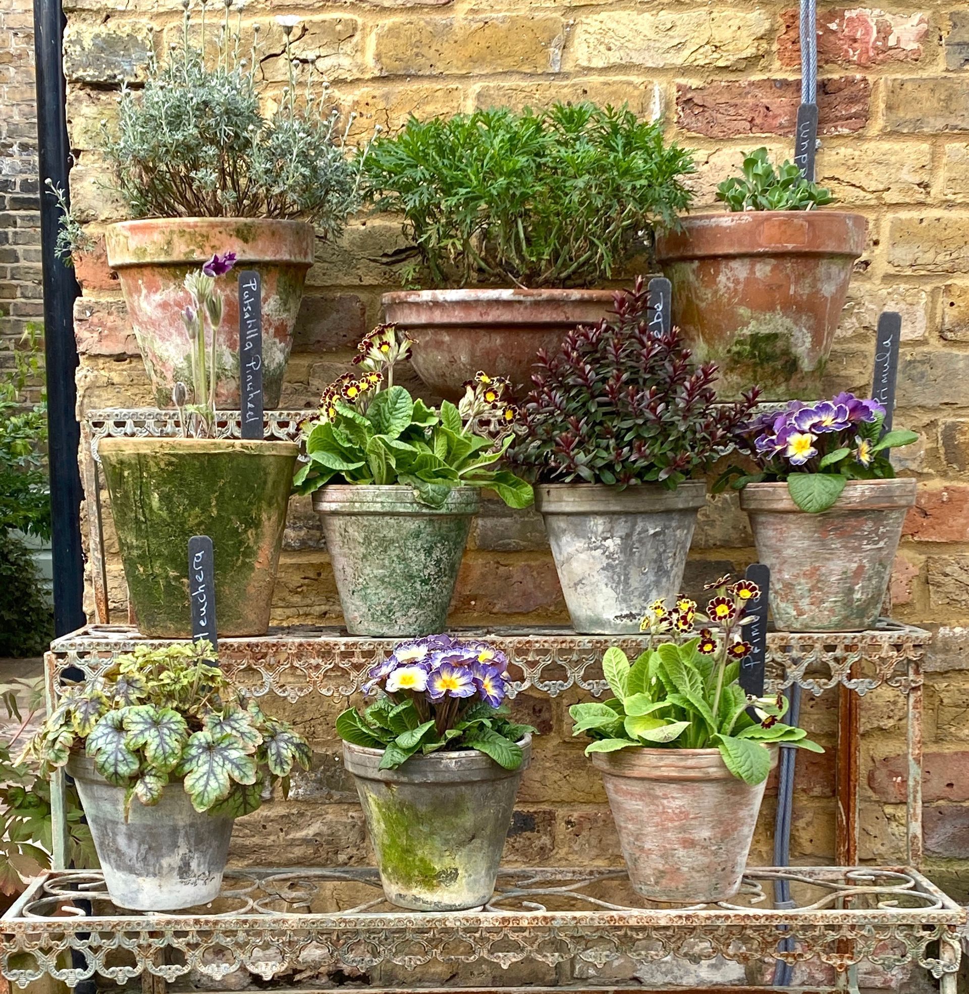 Potted plants in weathered terra cotta pots arranged on a three-tiered metal stand against a brick wall.