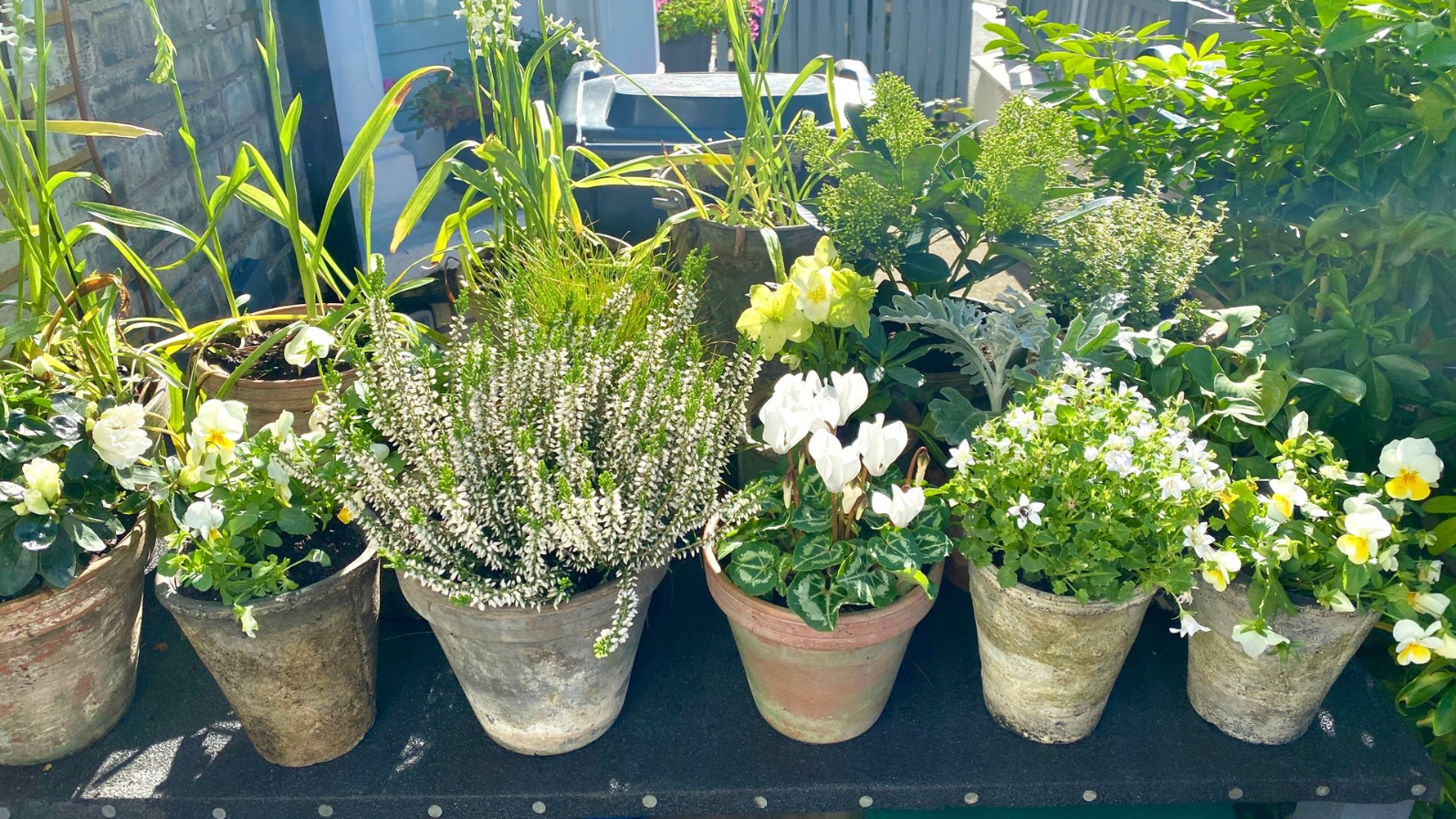 A row of six terracotta pots filled with white and yellow flowers and greenery on a ledge in direct sunlight.