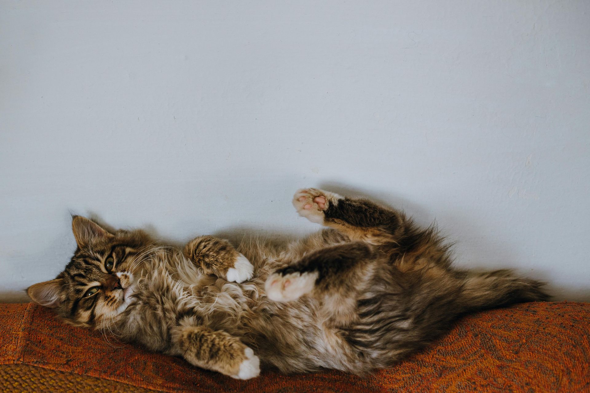 Descubre por qué contar con una catsitter profesional es la mejor opción para cuidar a tu gato cuand