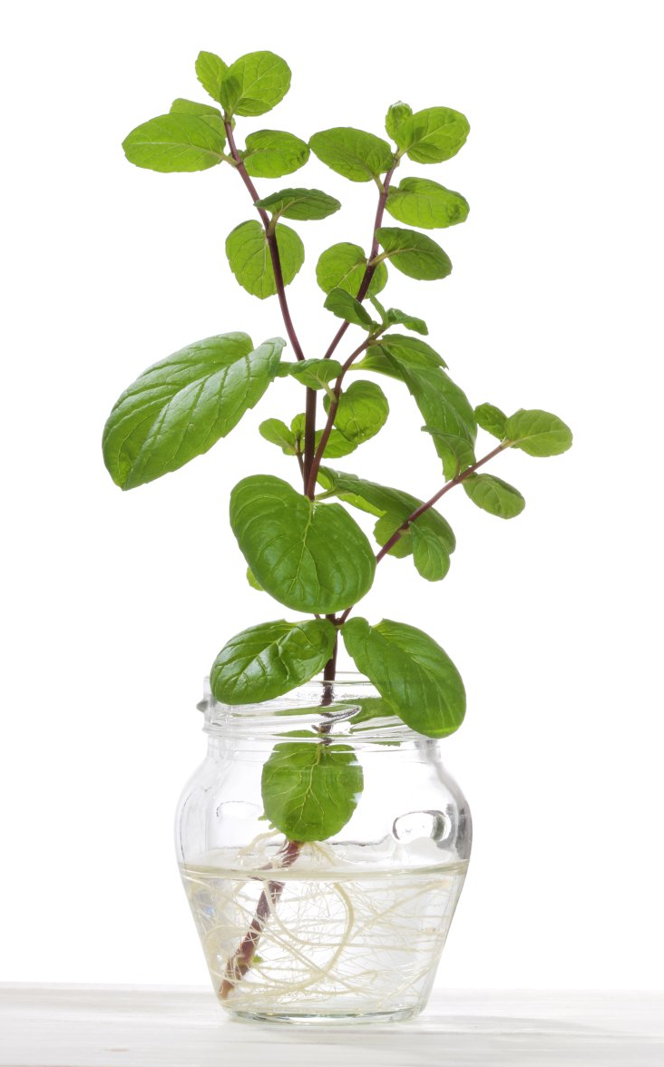 Une plante de menthe pousse dans un bocal en verre rempli d'eau