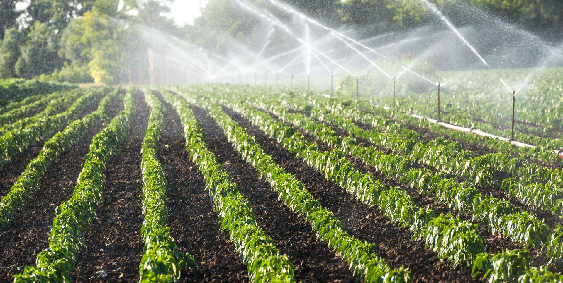 Réseau d'irrigation agricole