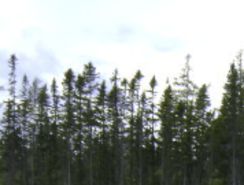 Une rangée d'arbres contre un ciel nuageux