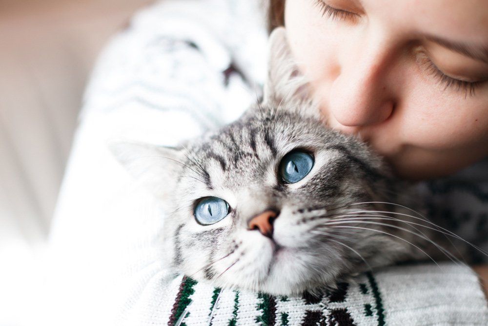 Hugging a Cat — Pet Loss Support in Rockhampton, QLD
