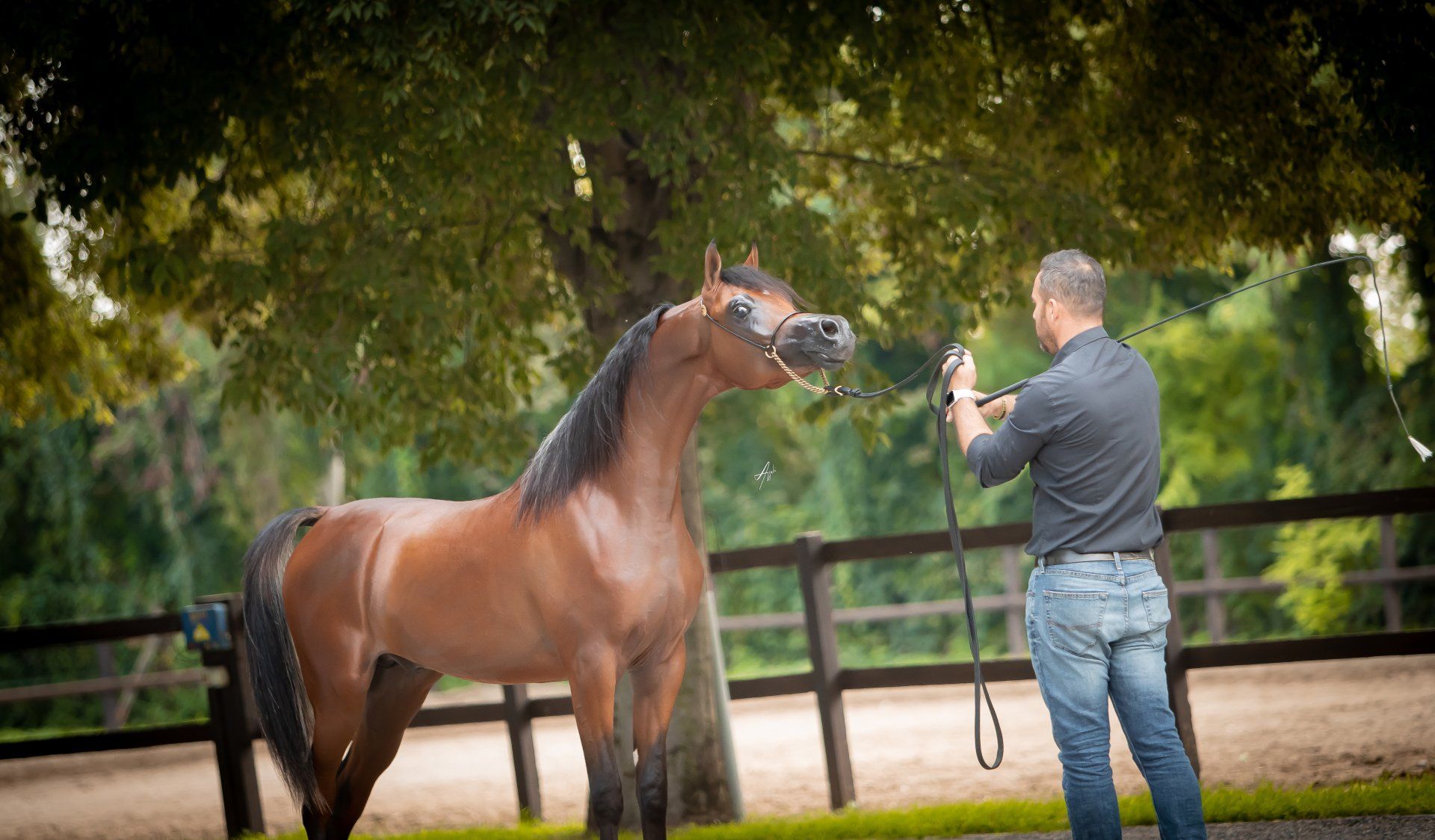 Gold Medal Mare Straight Egyptians World Championship 