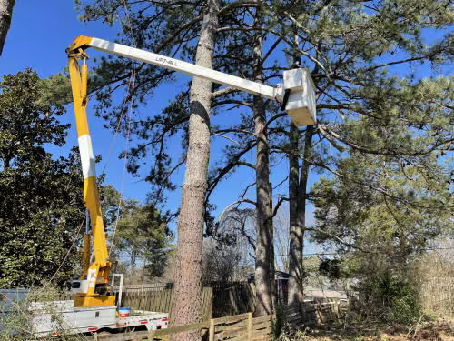 vlr-homes-llc-tree-servi