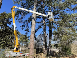 vlr-homes-llc-tree-servi