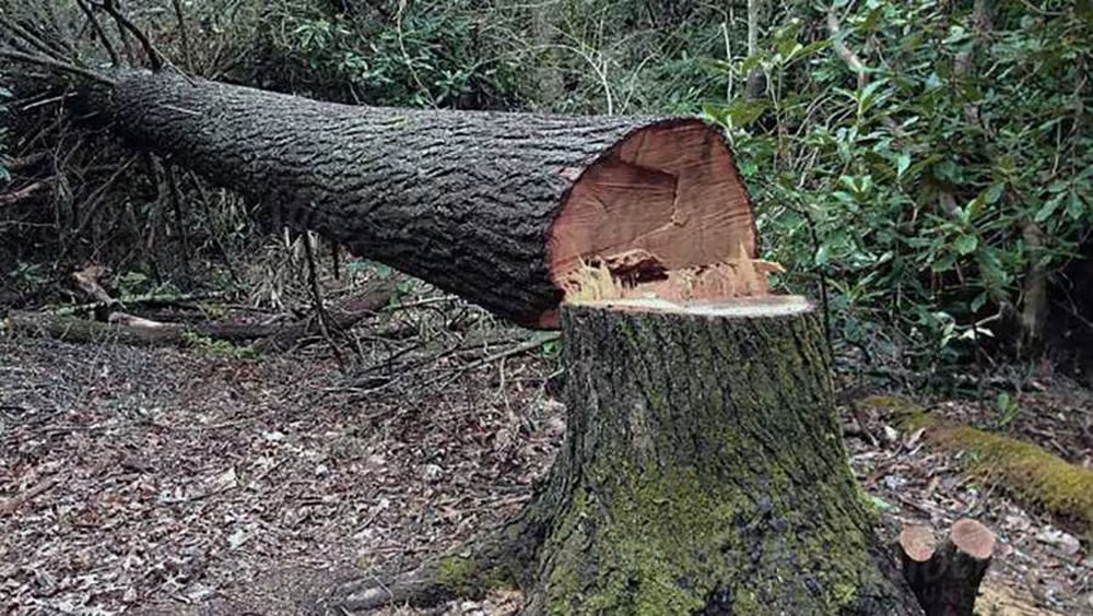 vlr-homes-llc-tree-service