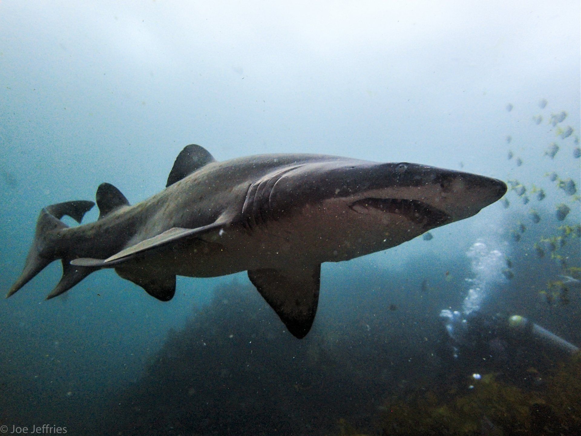 Dive Sites | Forster & Seal Rocks