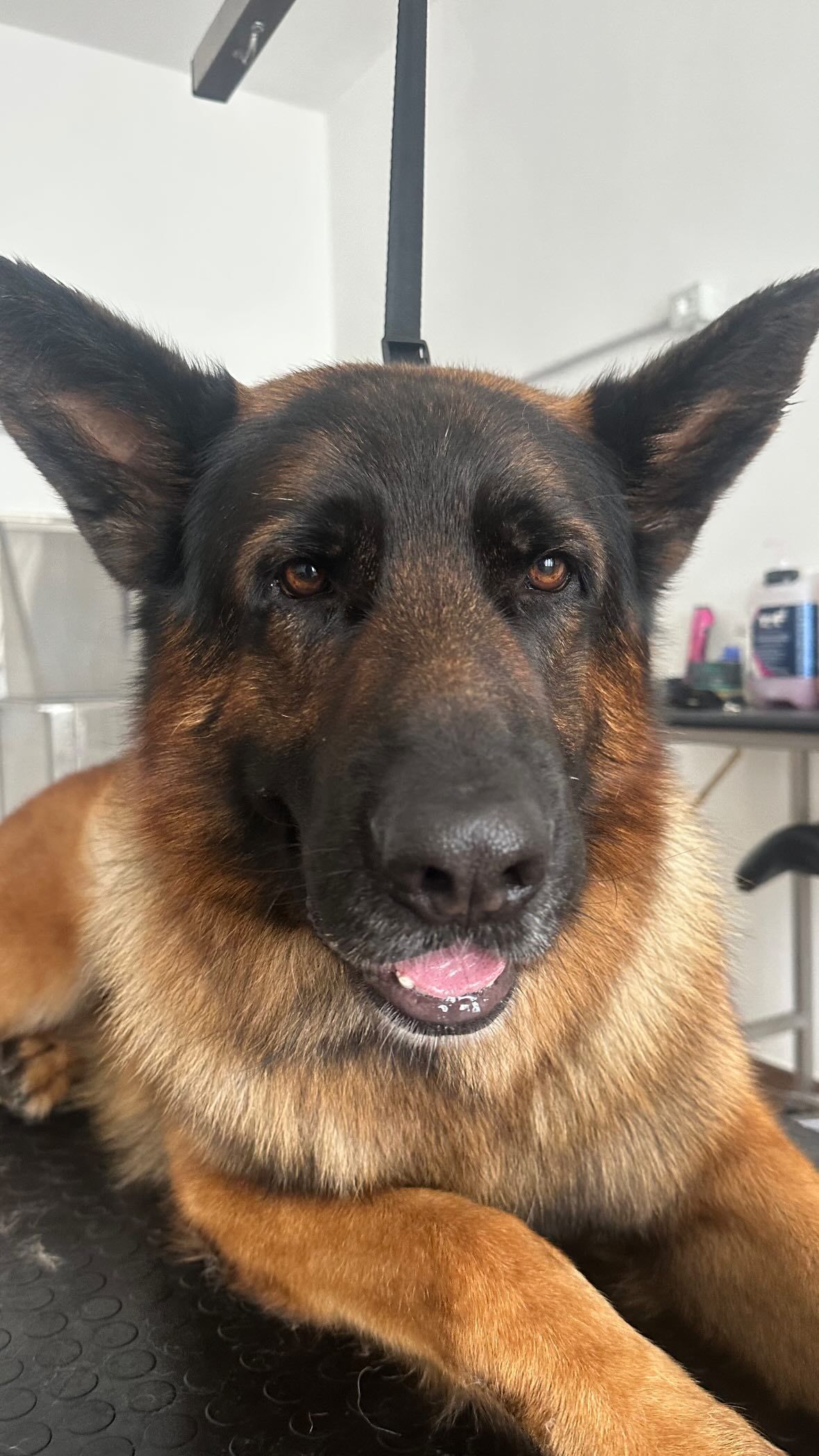 luxury dog toelettatura professionale e lavaggio  self service  bari 