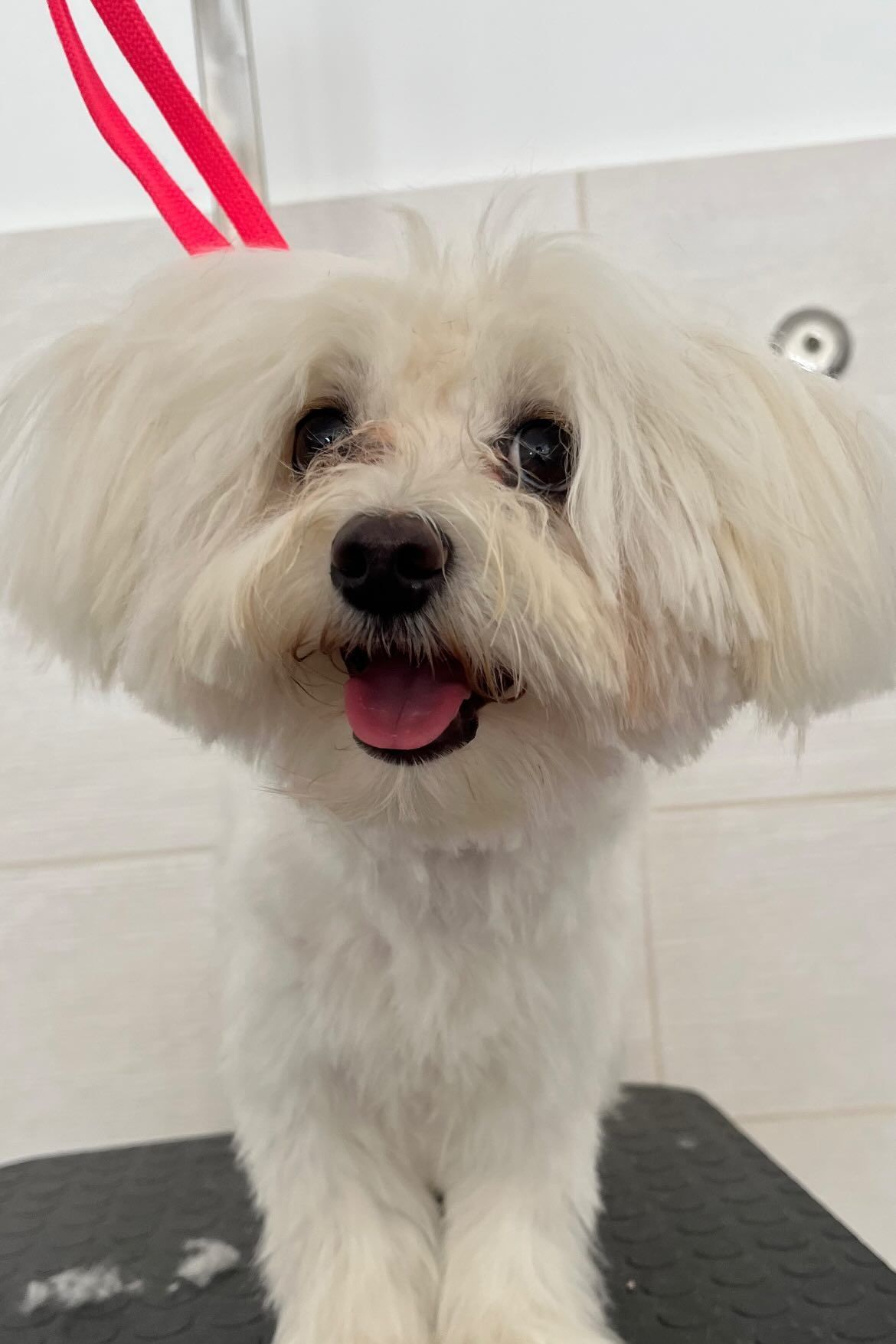 luxury dog toelettatura professionale e lavaggio  self service  bari 