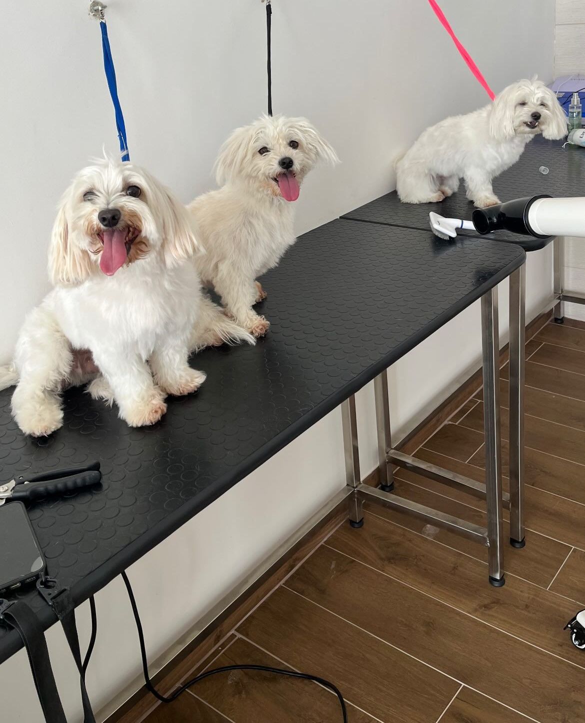 luxury dog toelettatura professionale e lavaggio  self service  bari 