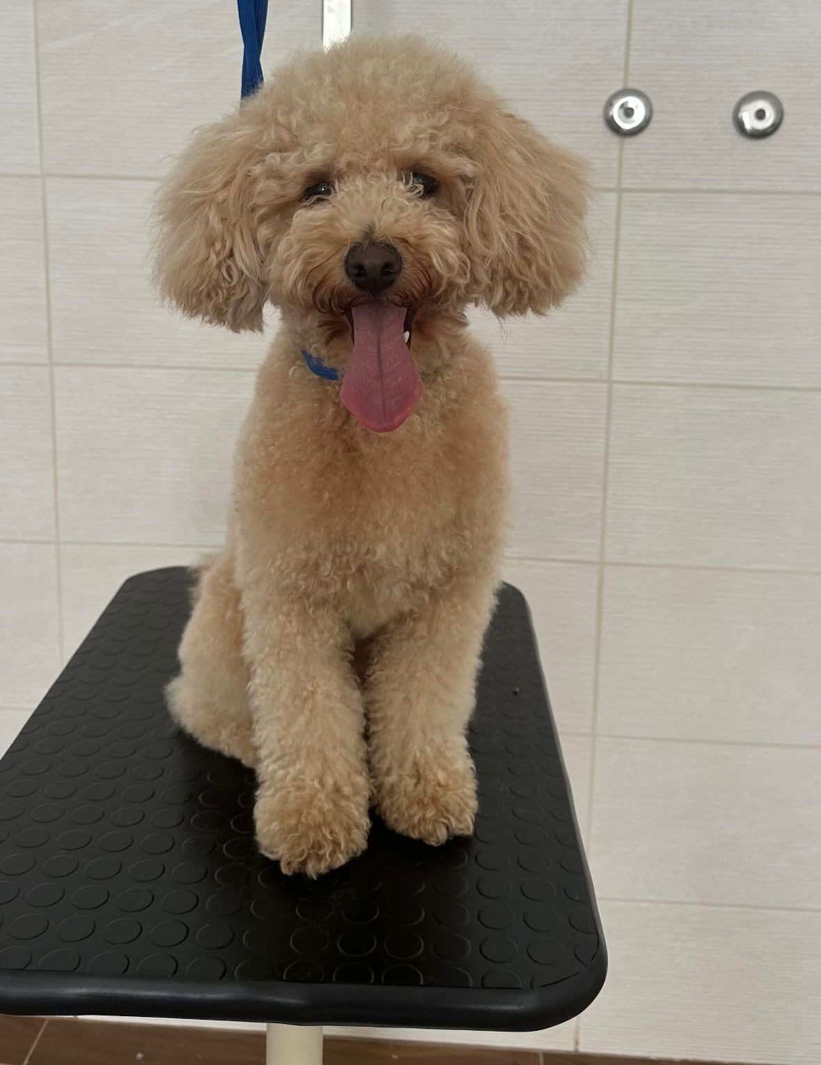 luxury dog toelettatura professionale e lavaggio  self service  bari 