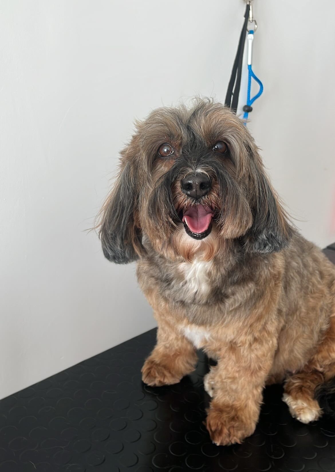 luxury dog toelettatura professionale e lavaggio  self service  bari 