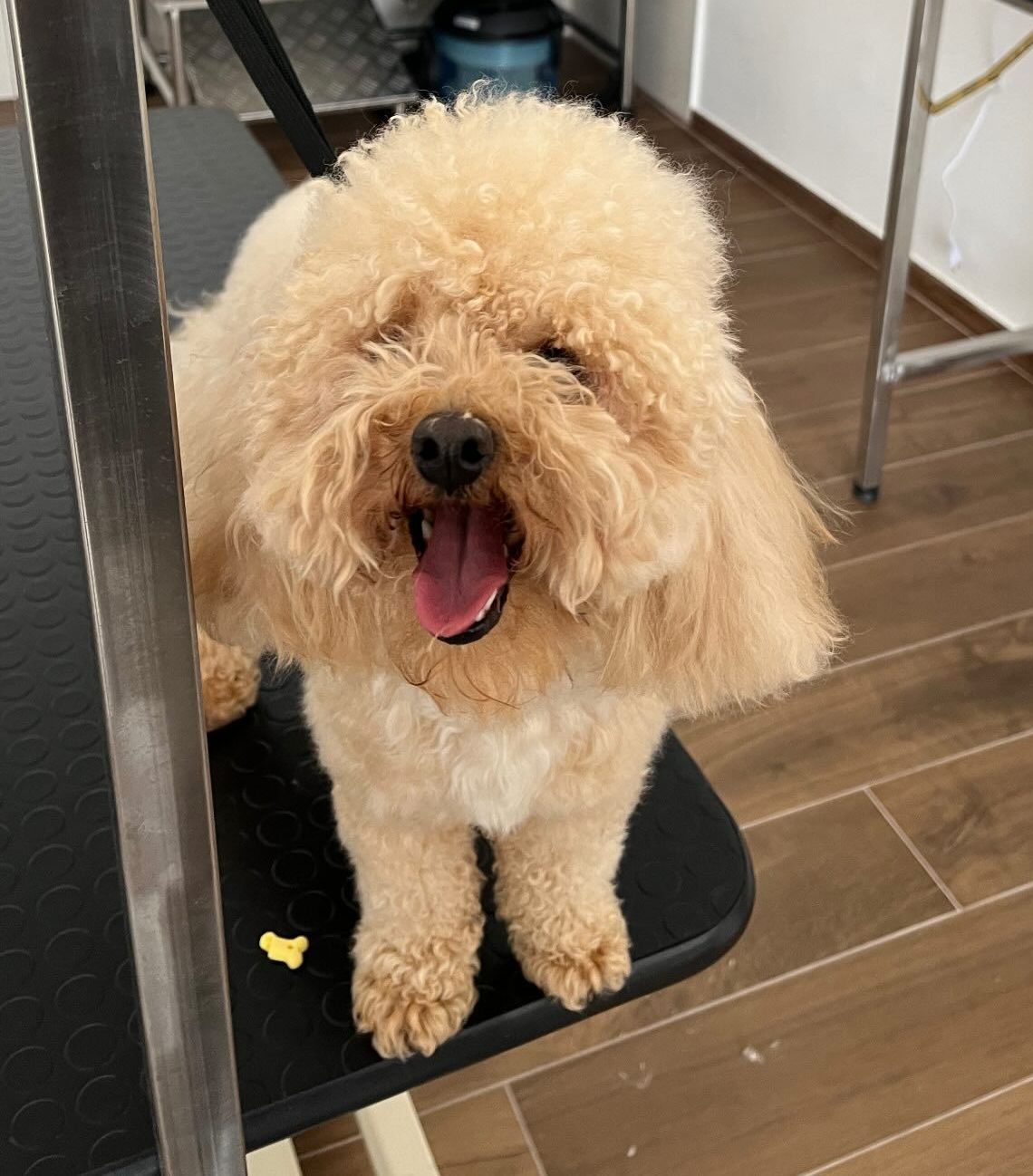 luxury dog toelettatura professionale e lavaggio  self service  bari 