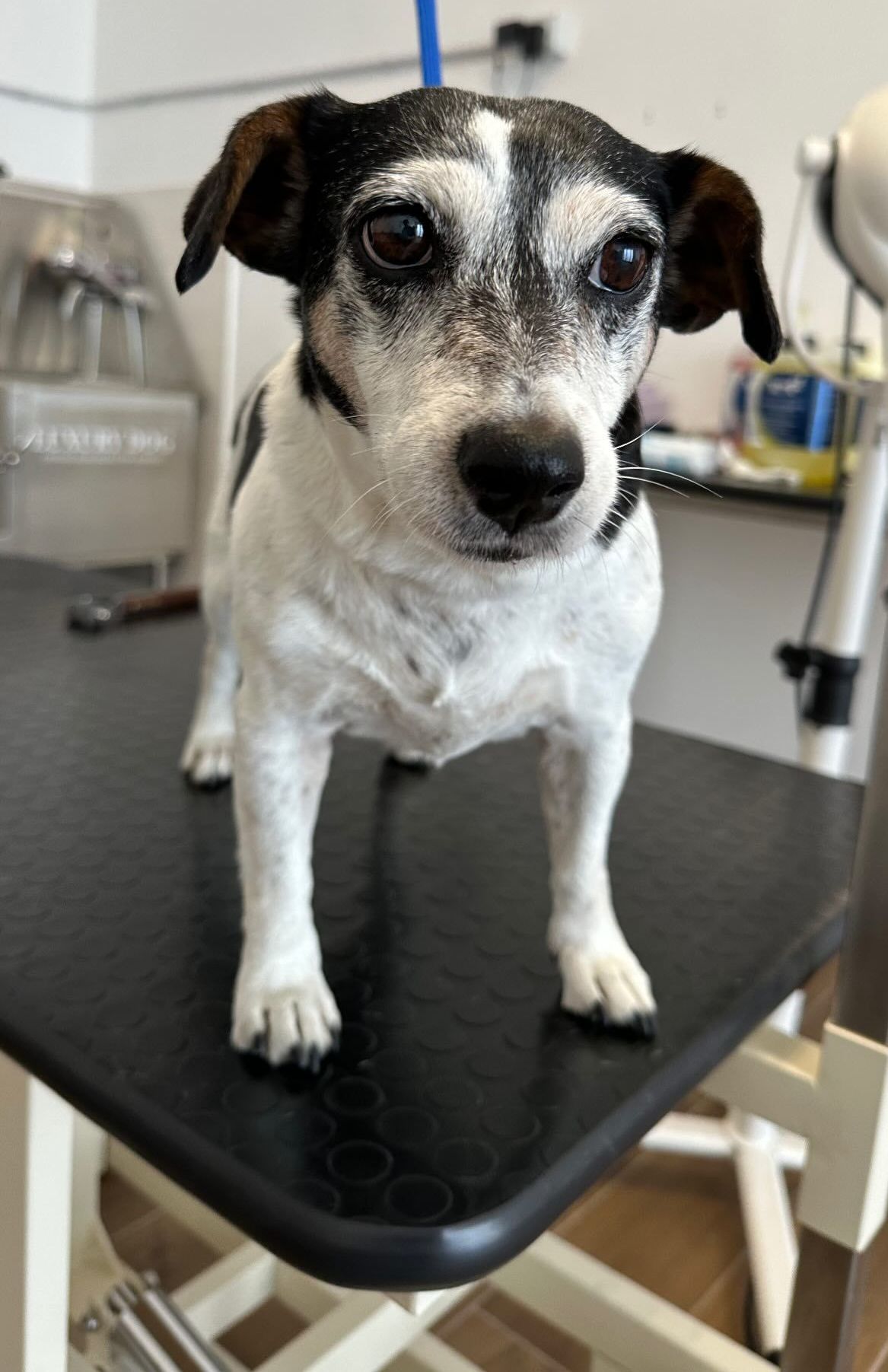 luxury dog toelettatura professionale e lavaggio  self service  bari 