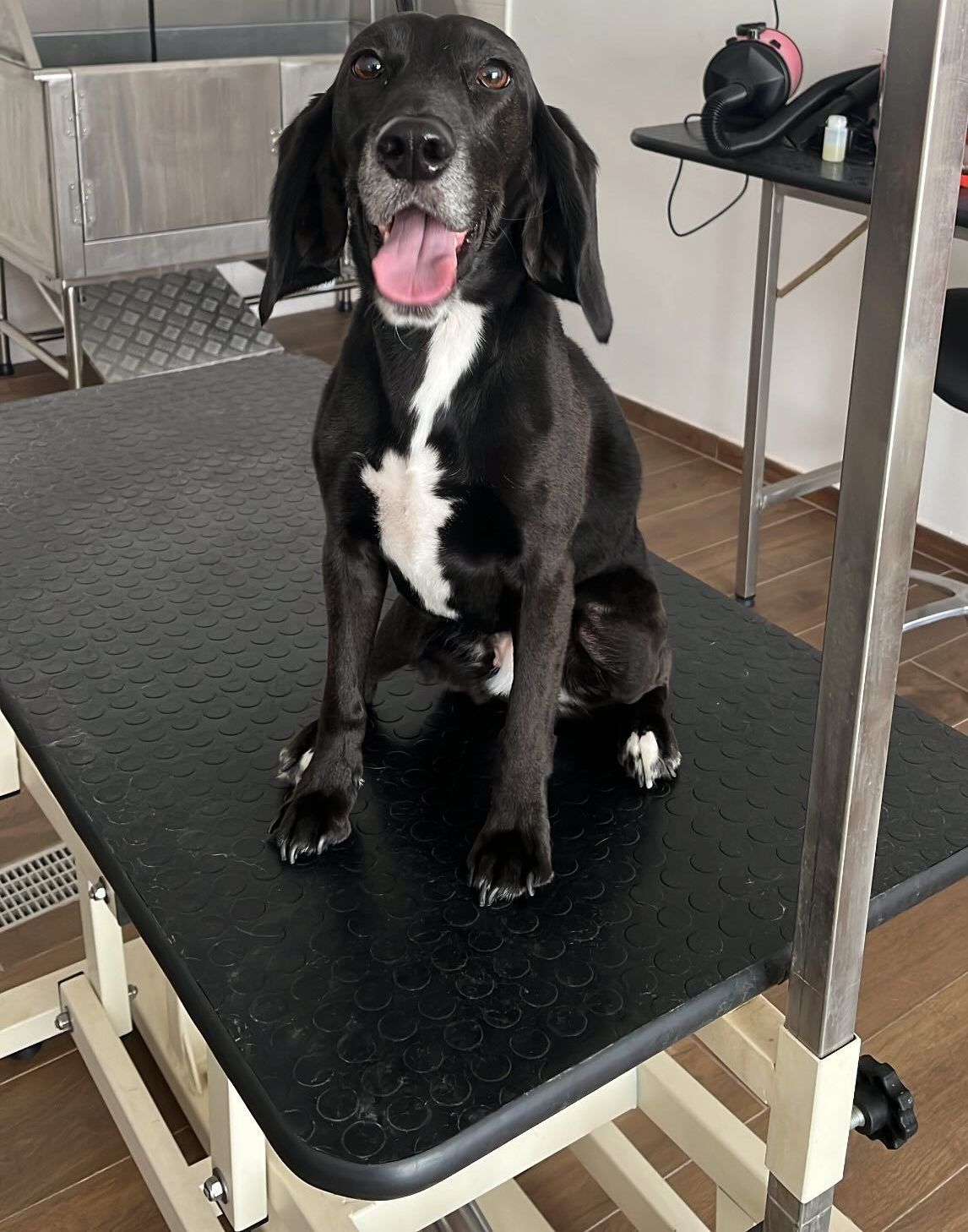 luxury dog toelettatura professionale e lavaggio  self service  bari 