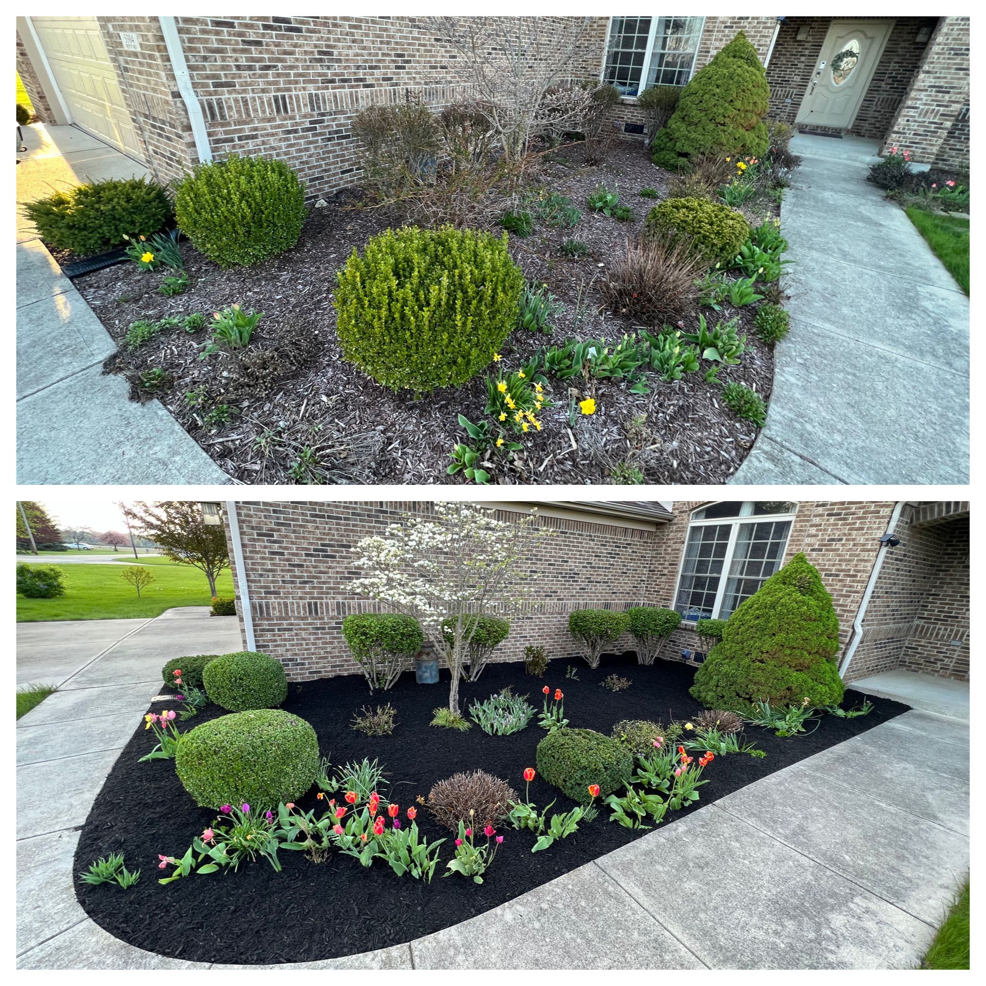 Before and after photos of a landscaped front yard. Mulch and new plants give a fresh look.