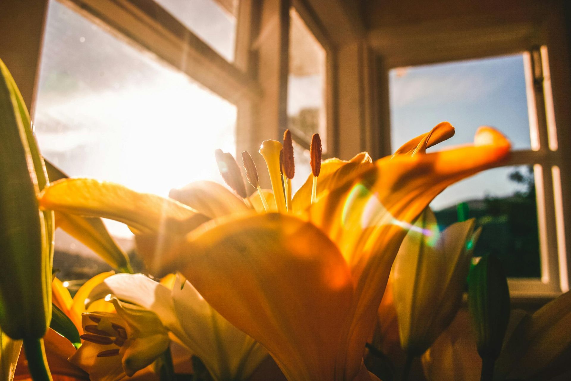 A beautiful flower by the window