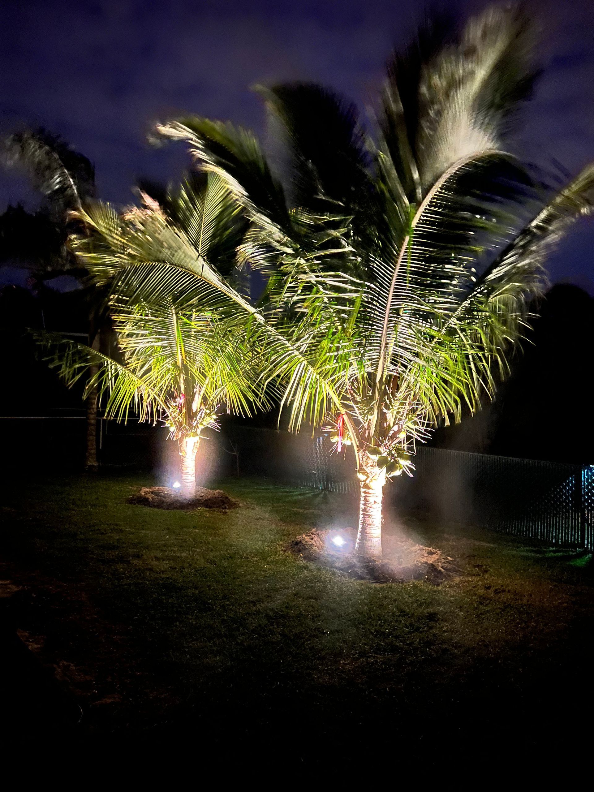 Palm trees illuminated with lights at night.