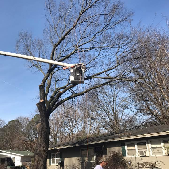 Removing Damaged Trees — Hernando, MS — Addison Tree Care LLC