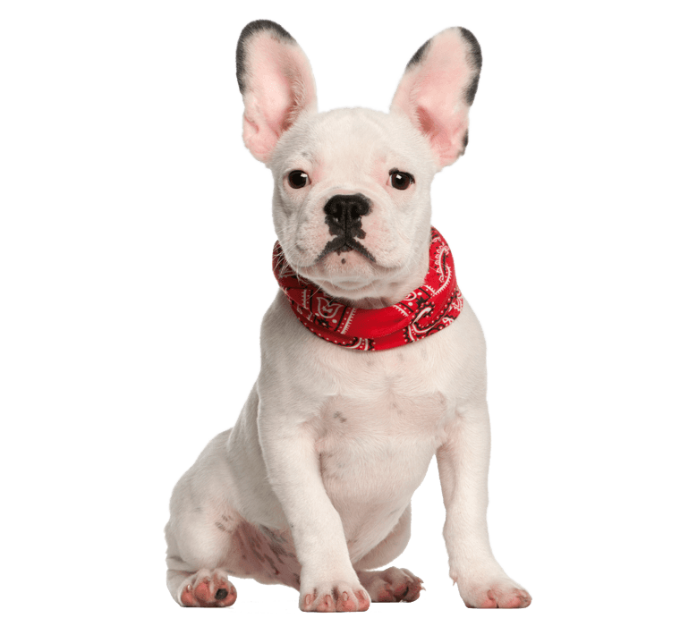 white dog with red cloth wrapped
