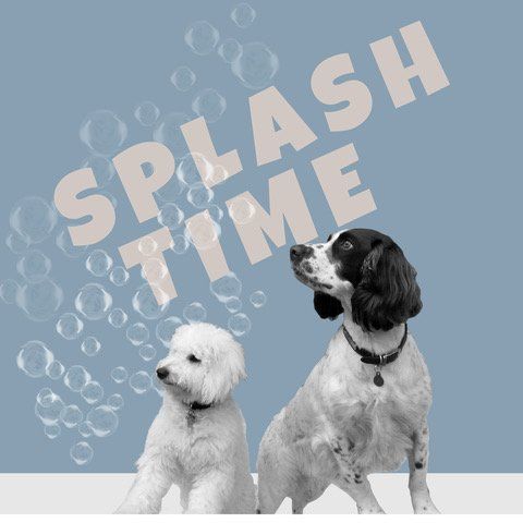 SPLASH TIME logo