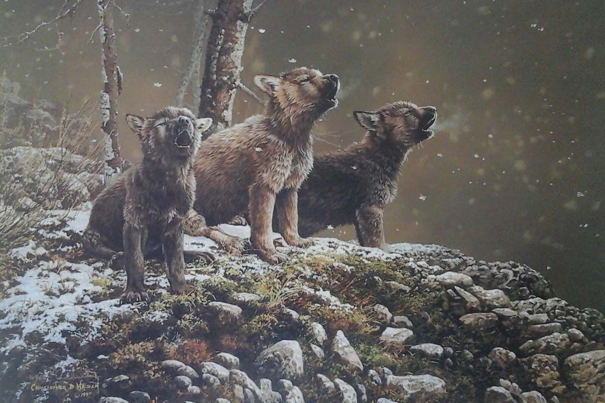 Three wolf pups are standing on a rock in the snow