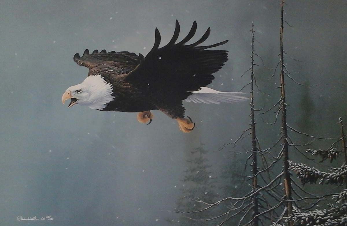 A bald eagle is flying over a snowy forest.