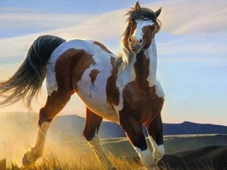 A brown and white horse is running in a field.