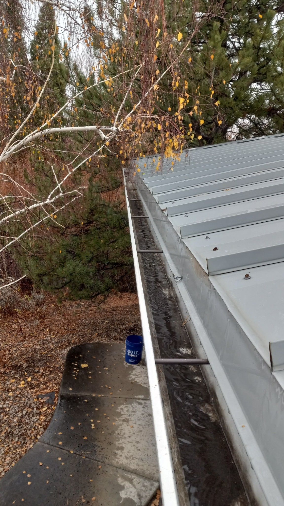 A metal roof and gutter system surrounded by trees, with a blue bucket resting on the ground below.