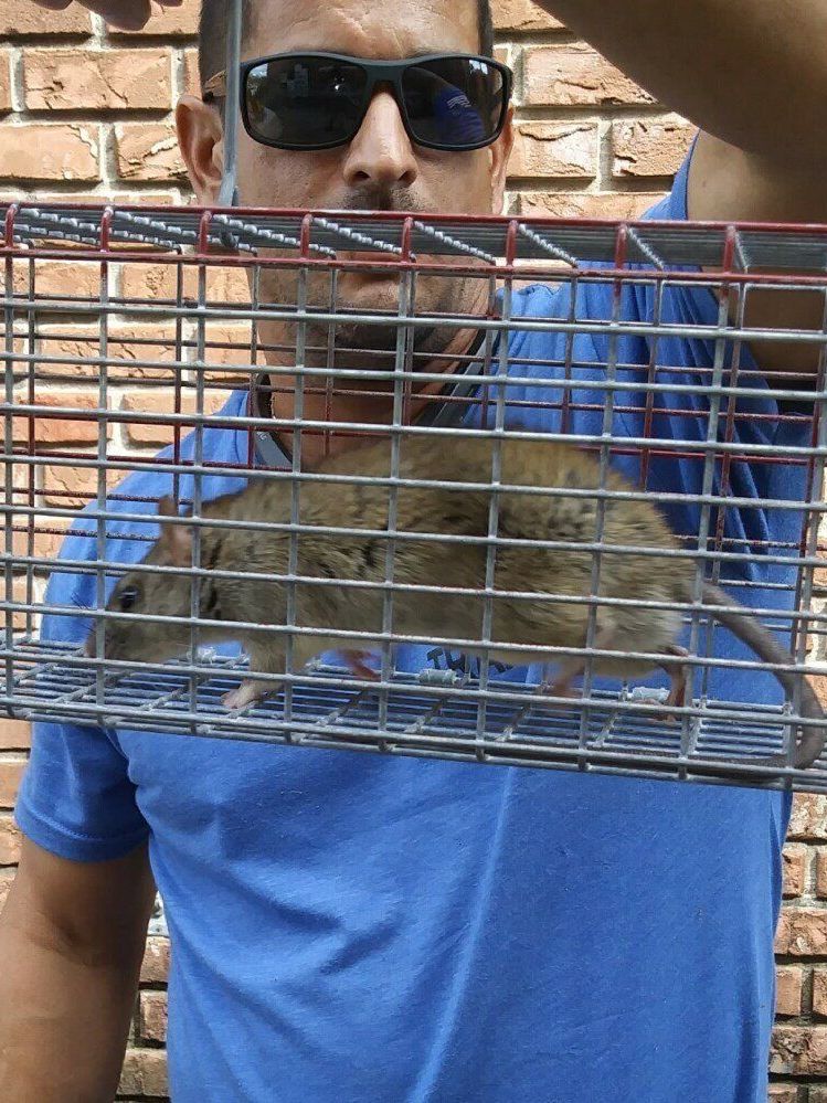 Angel Cortes holding a rat in a cage in front of a brick wall.