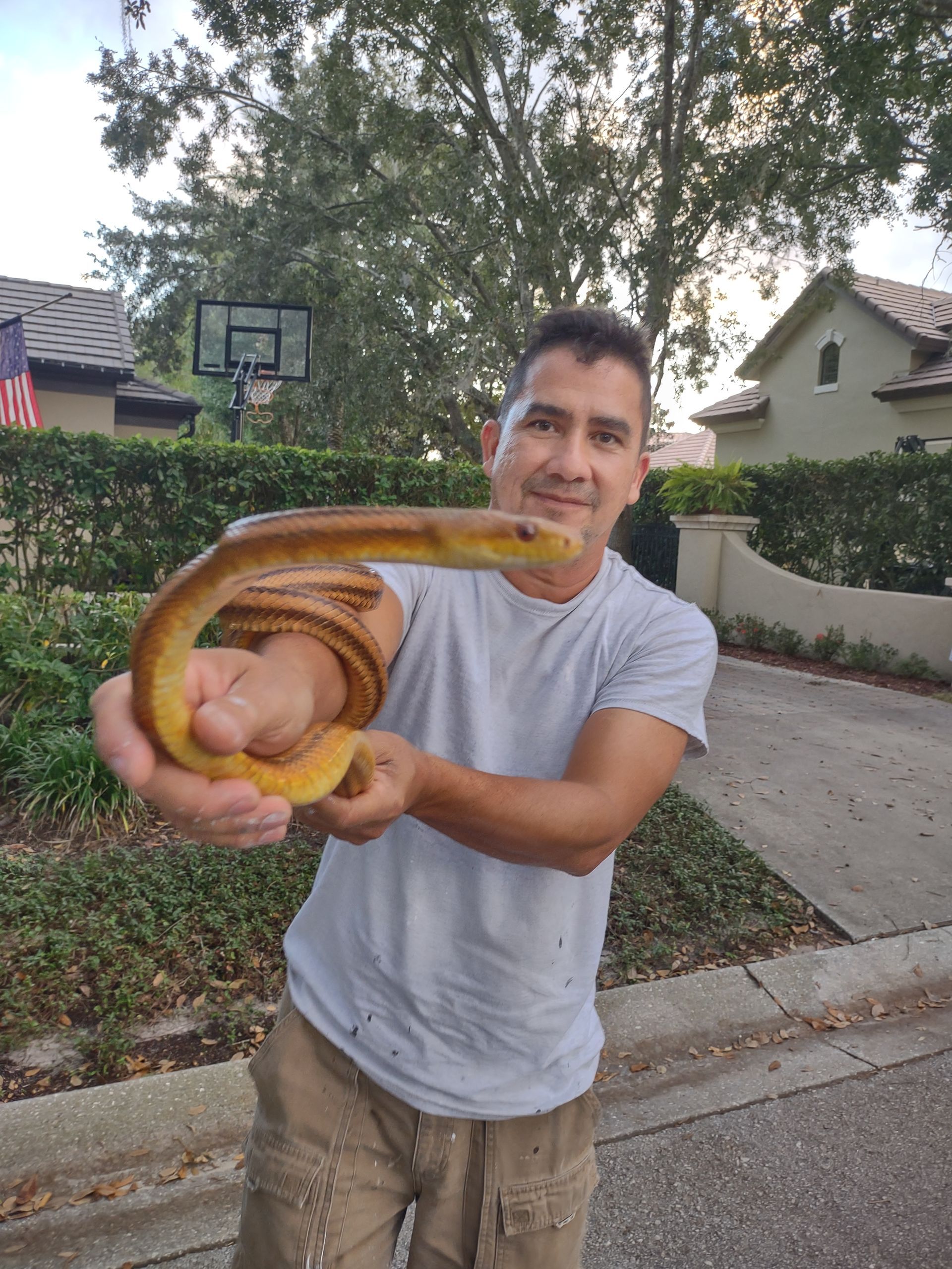 A man in a white shirt is holding a large snake in his hands.