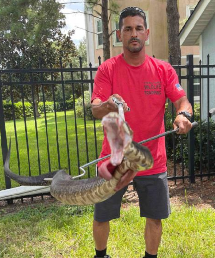 A man in a red shirt is holding a large snake on a leash