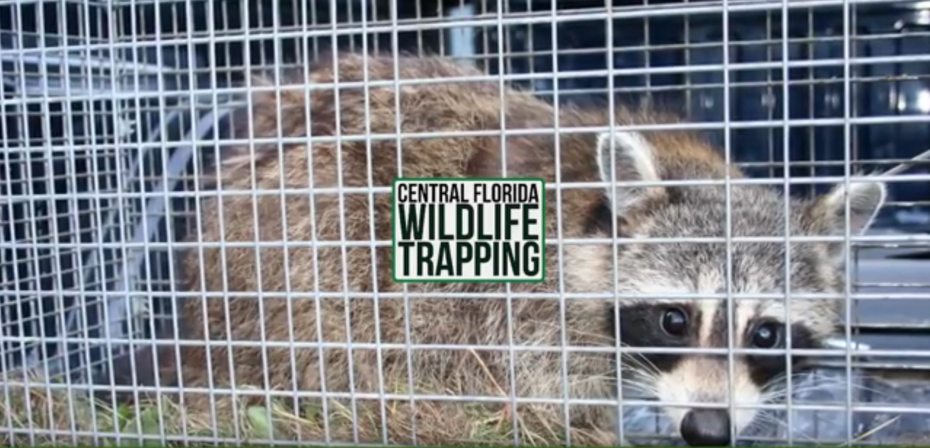 A raccoon is sitting in a cage with a sign that says wildlife trapping.