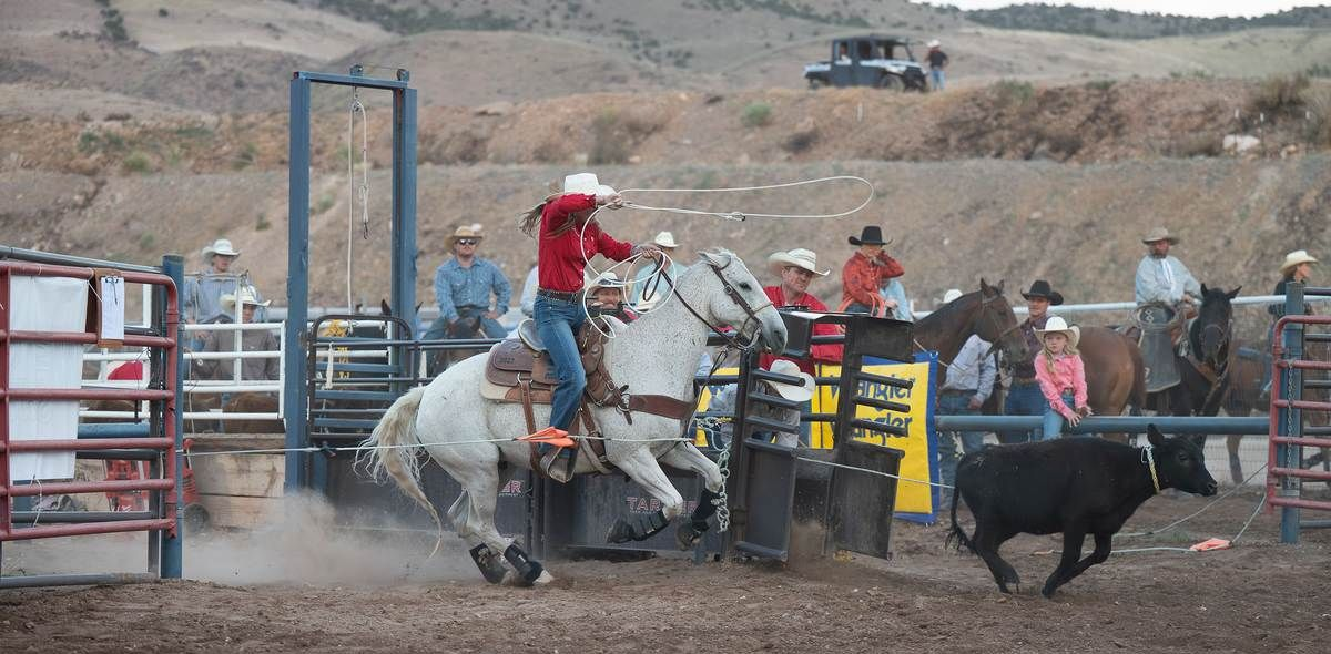 A rodeo participant on a white horse roping a black steer in an outdoor arena.
