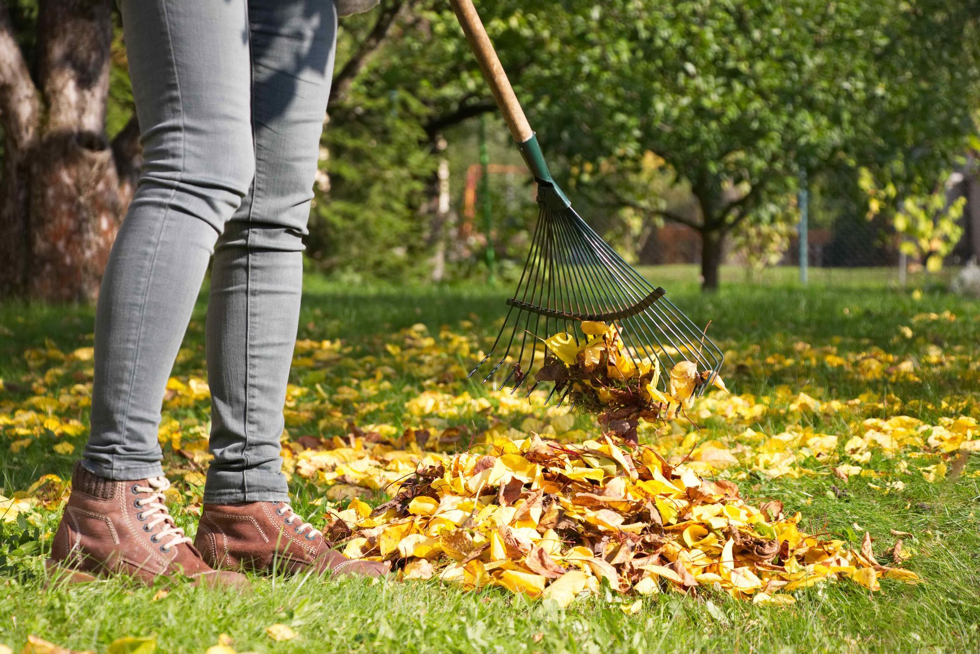 Leaves being raked