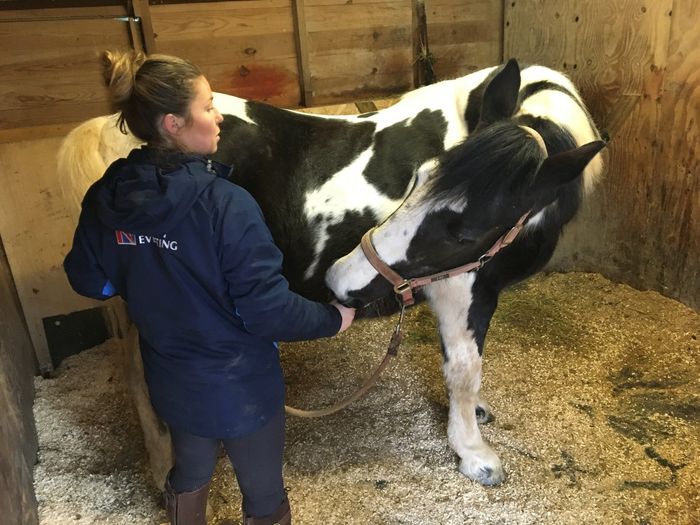 Horse:  Back pain  Change in behaviour including rearing, bucking and napping Following falls  Fractures Head shaking  Kissing spine Lack of gait symmetry/straightness  Lameness  Ligament strains Loss of muscle or uneven muscle symmetry  Osteoarthritis Muscle tear and sprains Poor performance or decline in performance including refusing jumps, rushing or poor transitions  Post- surgery Saddle slipping SIJ pain Tendinopathies  Uneven shoe wear Upward fixating patella Wounds and scar tissue management