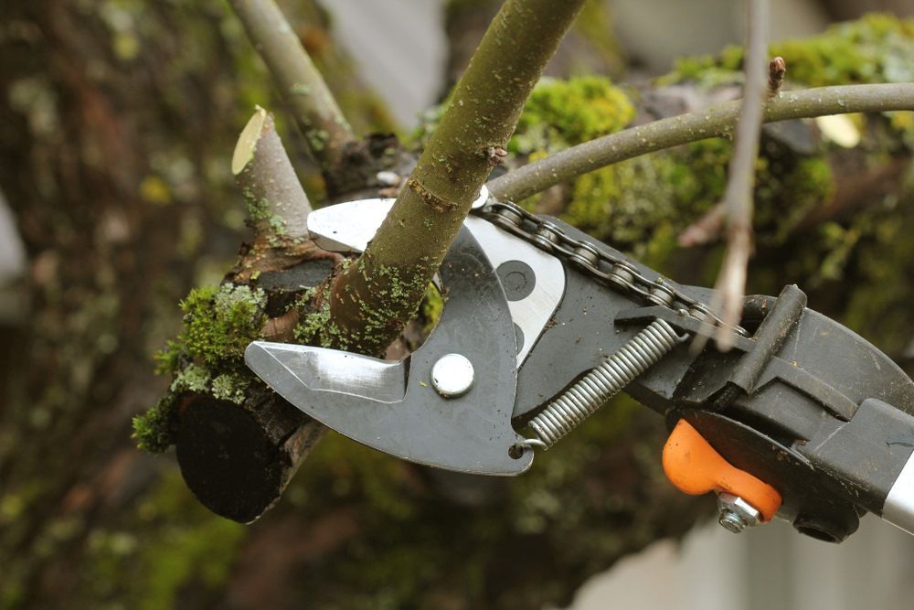 A Person Is Cutting A Tree Branch With A Pair Of Scissors — Amaze Lawn and Garden Care In Corlette, NSW