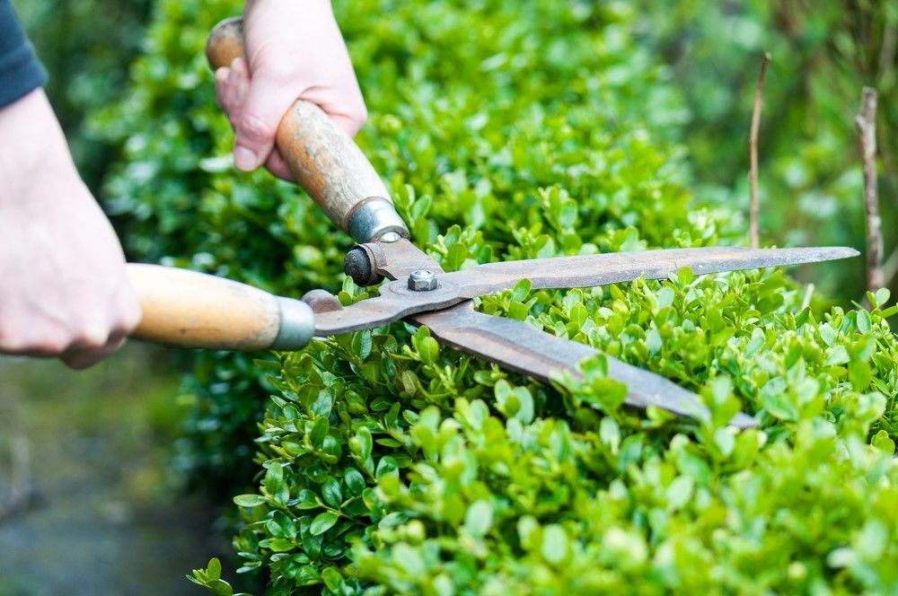 A Person Is Cutting A Bush With A Pair Of Scissors — Amaze Lawn and Garden Care In Nelson Bay, NSW