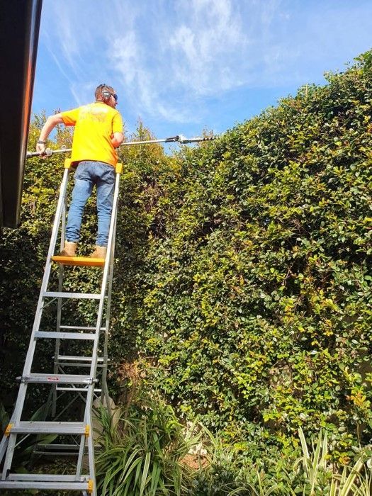 A Man Is Standing On A Ladder Cutting A Hedge — Amaze Lawn and Garden Care In Corlette, NSW